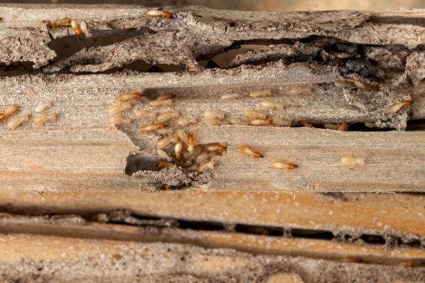 Wildlife Control Services in Goodwell, OK