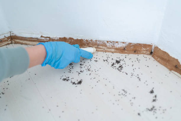 Best Flea Control Services  in Goodwell, OK